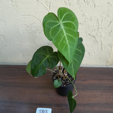 #D43 Two x Headed Anthurium Clarinervium x