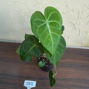 #D43 Two x Headed Anthurium Clarinervium x