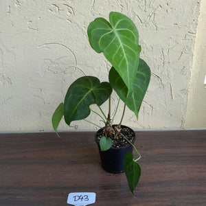 #D43 Two x Headed Anthurium Clarinervium x