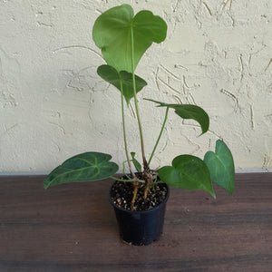 #D43 Two x Headed Anthurium Clarinervium x