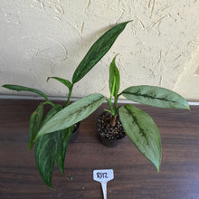 Load image into Gallery viewer, #R112 Two x Aglaonema