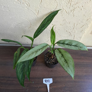 #R112 Two x Aglaonema