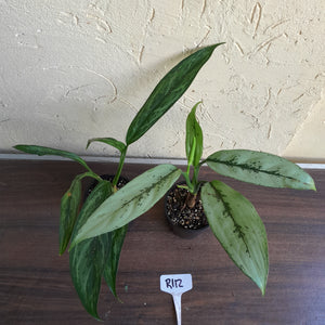 #R112 Two x Aglaonema