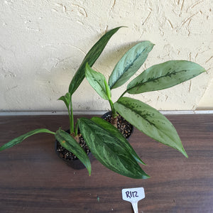 #R112 Two x Aglaonema