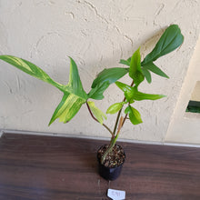 Load image into Gallery viewer, #R91 Philodendron Florida Beauty