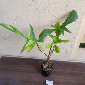 #R91 Philodendron Florida Beauty
