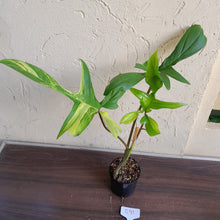Load image into Gallery viewer, #R91 Philodendron Florida Beauty