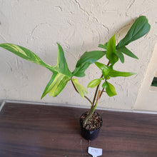 Load image into Gallery viewer, #R91 Philodendron Florida Beauty