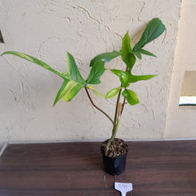 Load image into Gallery viewer, #R91 Philodendron Florida Beauty