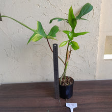 Load image into Gallery viewer, #R91 Philodendron Florida Beauty