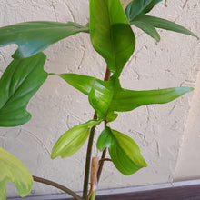 Load image into Gallery viewer, #R91 Philodendron Florida Beauty