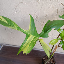 Load image into Gallery viewer, #R91 Philodendron Florida Beauty