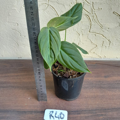 #R40 Slightly Variegated Philodendron Melanochrysum x Sharoniae