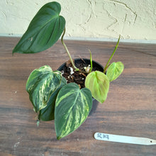 Load image into Gallery viewer, #R19 Variegated Philodendron Micans