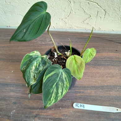 #R19 Variegated Philodendron Micans