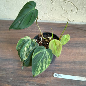 #R19 Variegated Philodendron Micans