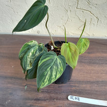 Load image into Gallery viewer, #R19 Variegated Philodendron Micans