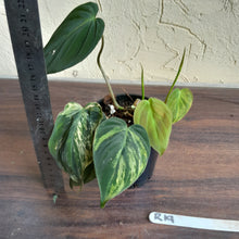 Load image into Gallery viewer, #R19 Variegated Philodendron Micans