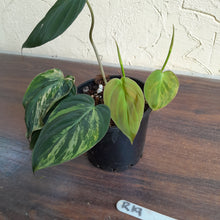 Load image into Gallery viewer, #R19 Variegated Philodendron Micans
