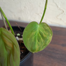 Load image into Gallery viewer, #R19 Variegated Philodendron Micans