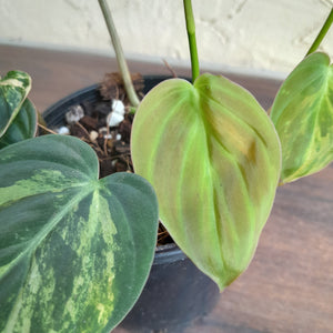 #R19 Variegated Philodendron Micans