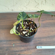 Load image into Gallery viewer, #R19 Variegated Philodendron Micans