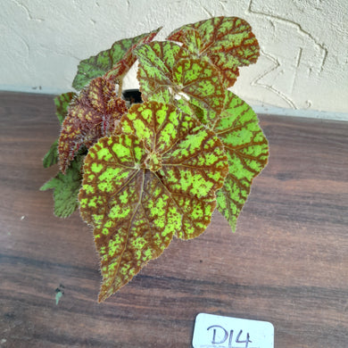 #D14 Begonia Unknown