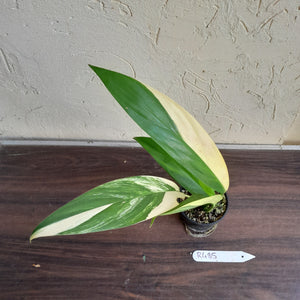 #R485 Variegated Epipremnum Amplissimum