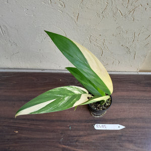 #R485 Variegated Epipremnum Amplissimum