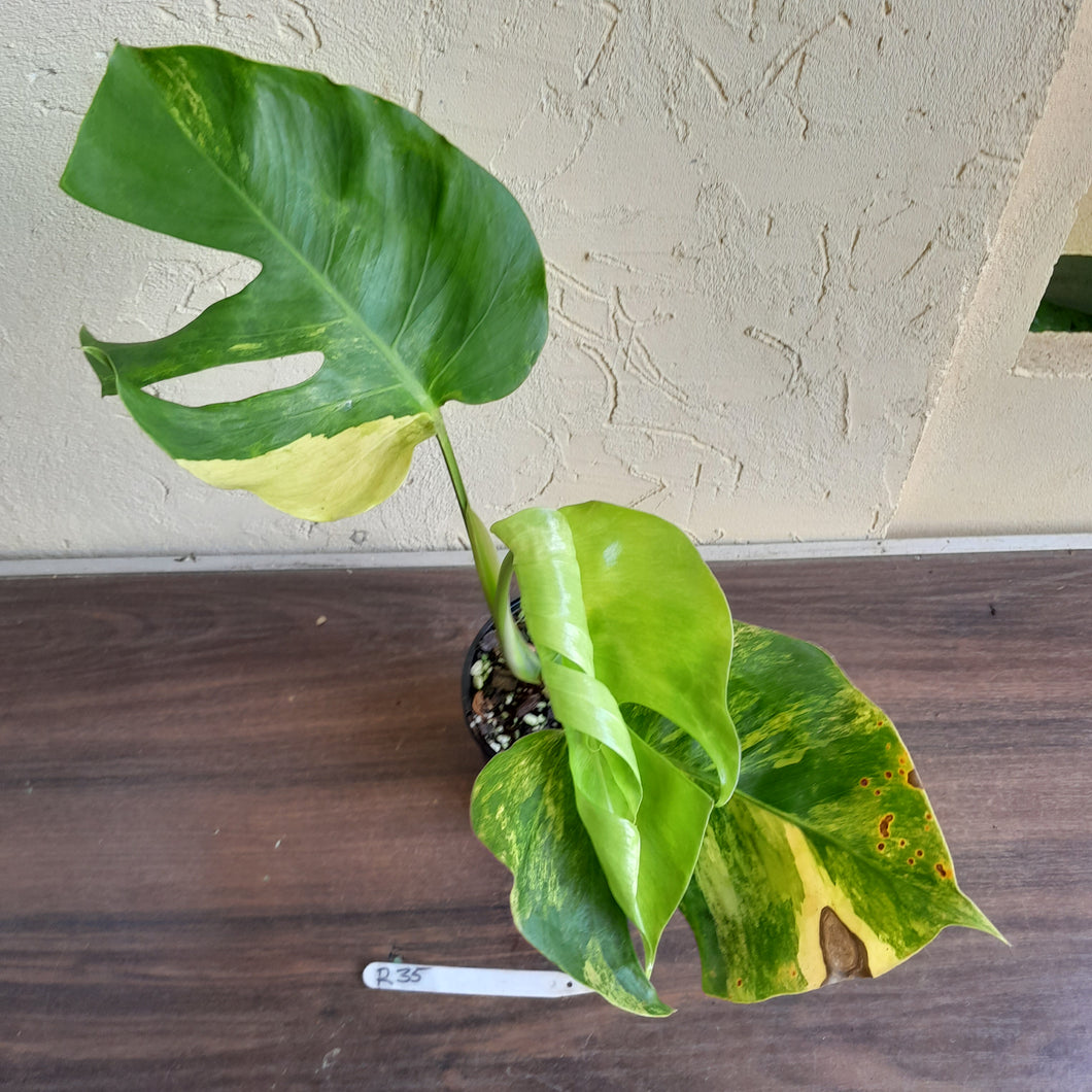 #R35 Variegated Monstera Aurea