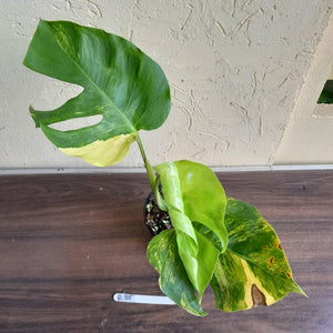 #R35 Variegated Monstera Aurea