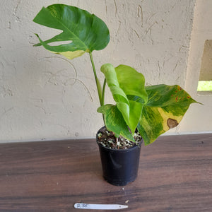 #R35 Variegated Monstera Aurea