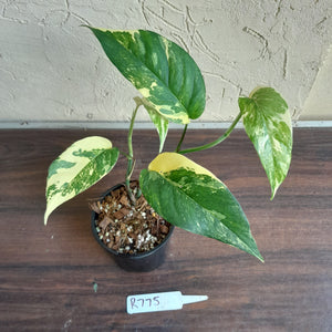 #R775 Variegated Epipremnum Pinnatum