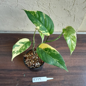 #R775 Variegated Epipremnum Pinnatum