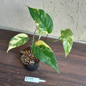 #R775 Variegated Epipremnum Pinnatum