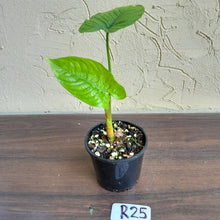 Load image into Gallery viewer, #R25 Philodendron Furcatum