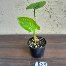 Load image into Gallery viewer, #R25 Philodendron Furcatum