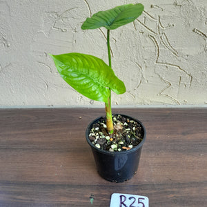 #R25 Philodendron Furcatum