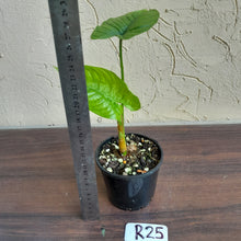 Load image into Gallery viewer, #R25 Philodendron Furcatum