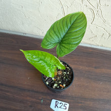 Load image into Gallery viewer, #R25 Philodendron Furcatum