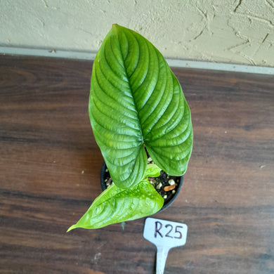 #R25 Philodendron Furcatum