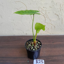 Load image into Gallery viewer, #R25 Philodendron Furcatum
