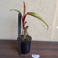 Load image into Gallery viewer, #R2 Philodendron Strawberry Shake