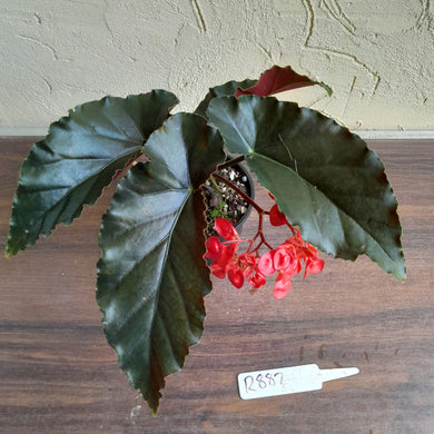 #D882 Black Begonia Unknown