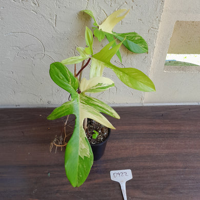 #D922 Philodendron Florida Beauty