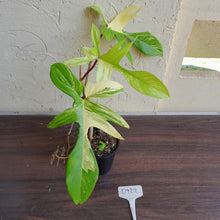 Load image into Gallery viewer, #D922 Philodendron Florida Beauty