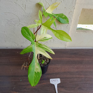 #D922 Philodendron Florida Beauty