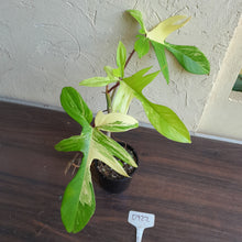 Load image into Gallery viewer, #D922 Philodendron Florida Beauty