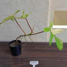 Load image into Gallery viewer, #D922 Philodendron Florida Beauty