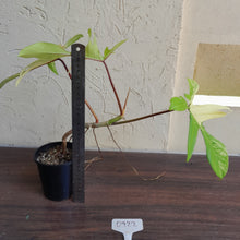 Load image into Gallery viewer, #D922 Philodendron Florida Beauty